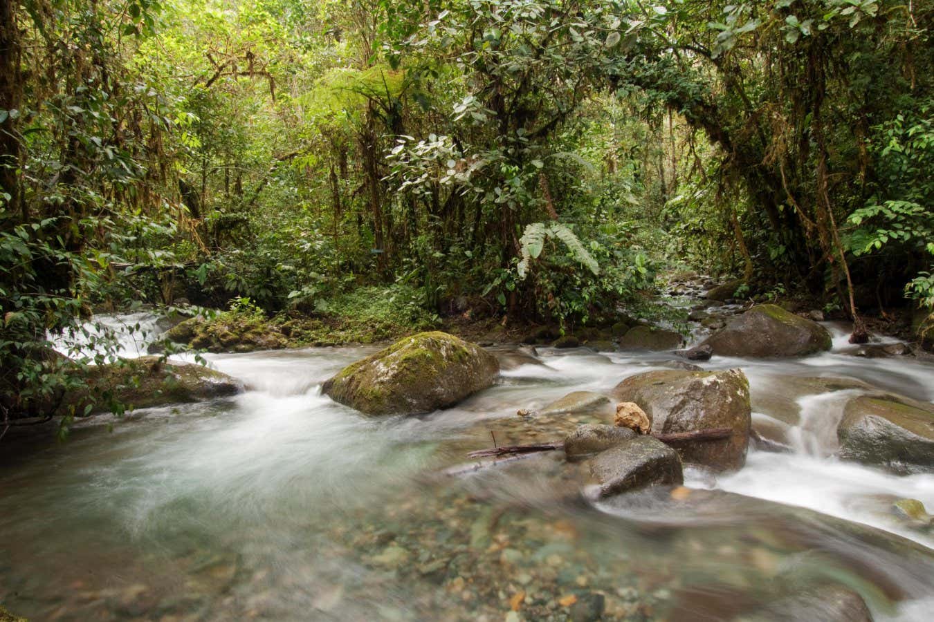 H7X53M Los Cedros River, Cotacachi-Cayapas Reserve, Ecuador