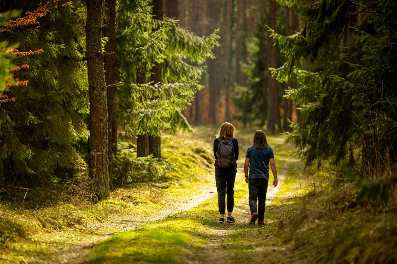 Early spring - a backpacking walk through a beautiful green forest - Poland, Warmia and Masuria; Shutterstock ID 1954071967; purchase_order: -; job: -; client: -; other: -