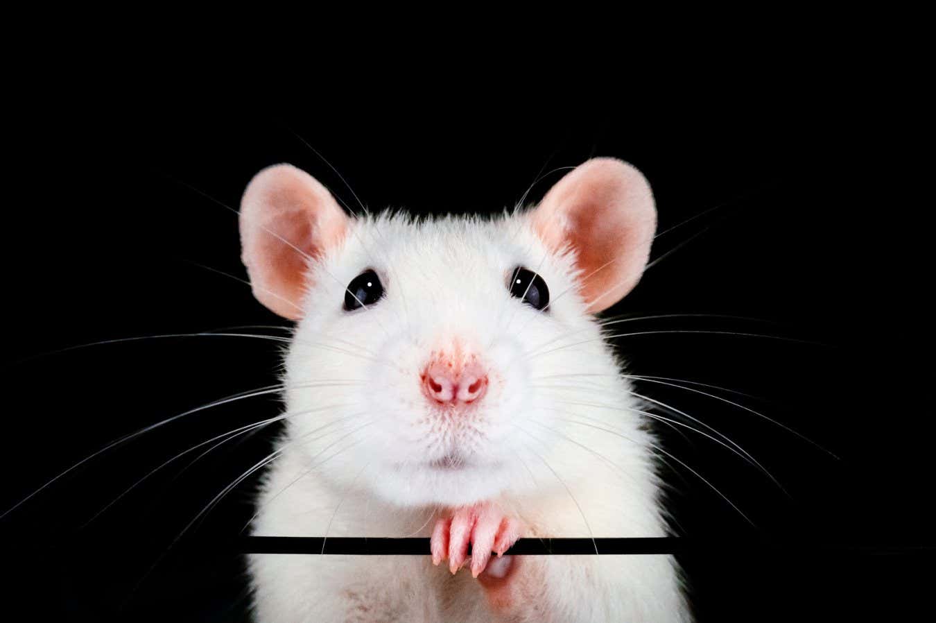 Cute white pet rat portrait with black background. Front on symmetrical view of face with paw under chin. Rattus norvegicus domestica.; Shutterstock ID 1198791742; purchase_order: -; job: -; client: -; other: -