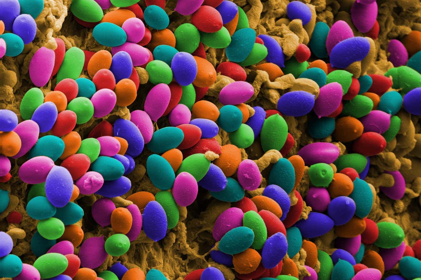 A colour-enhanced scanning electron microscope image of a mushroom with psychedelic properties