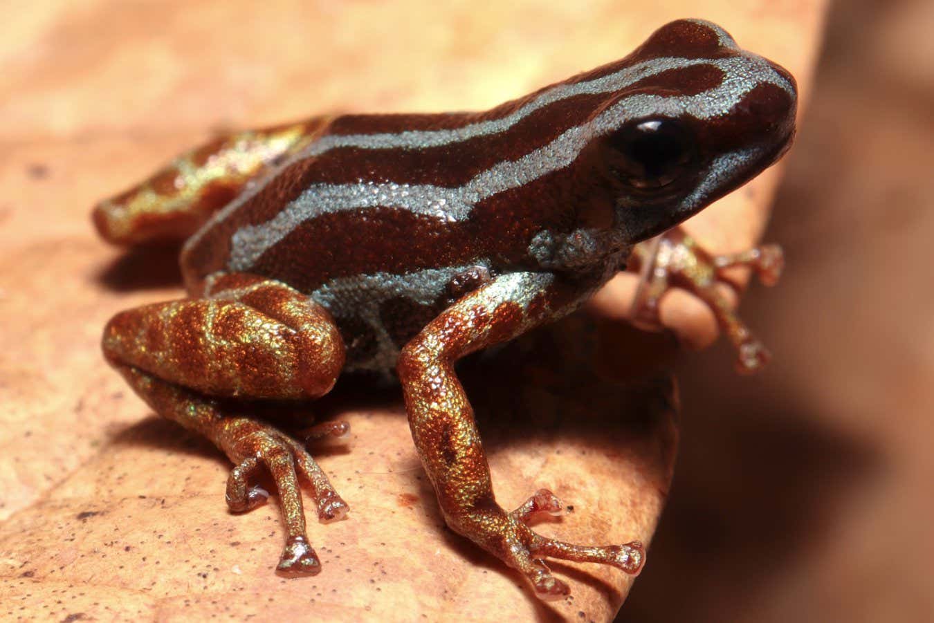A female frog of the species Ranitomeya aetherea